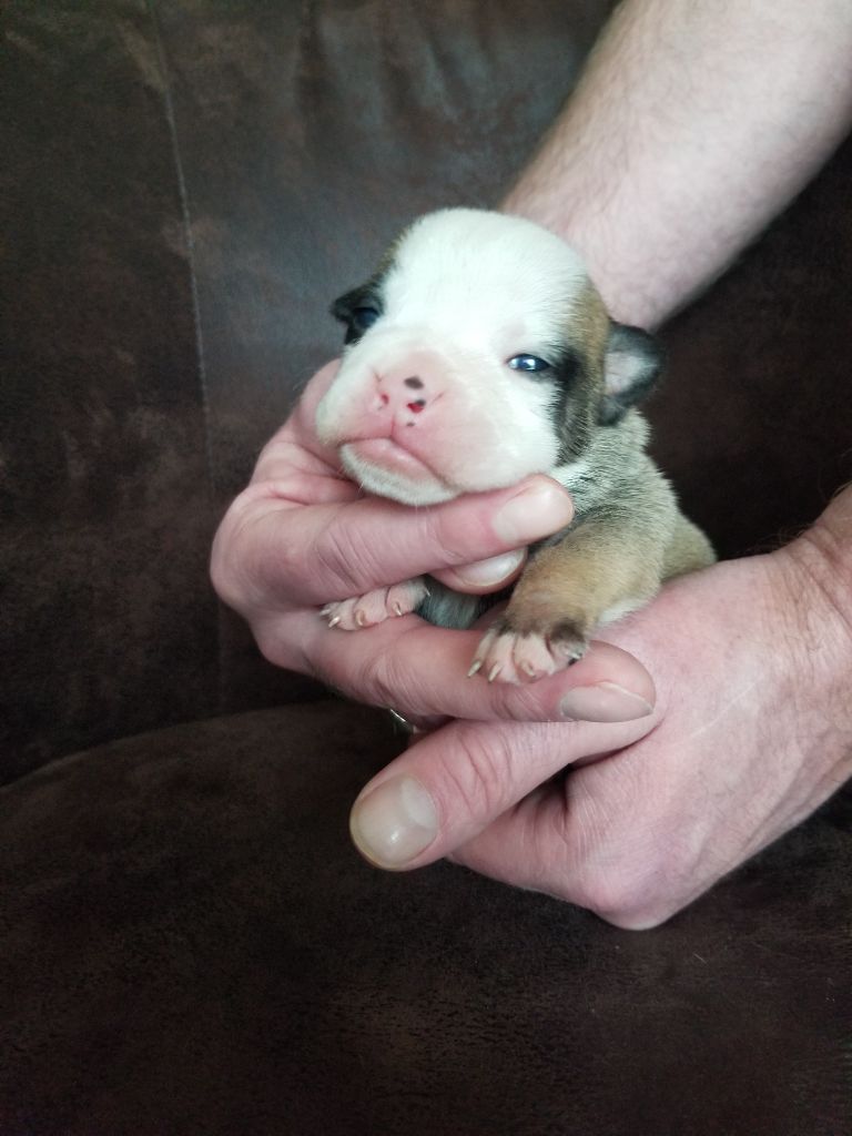 Du Domaine Des Pictons - Chiot disponible  - Bulldog continental