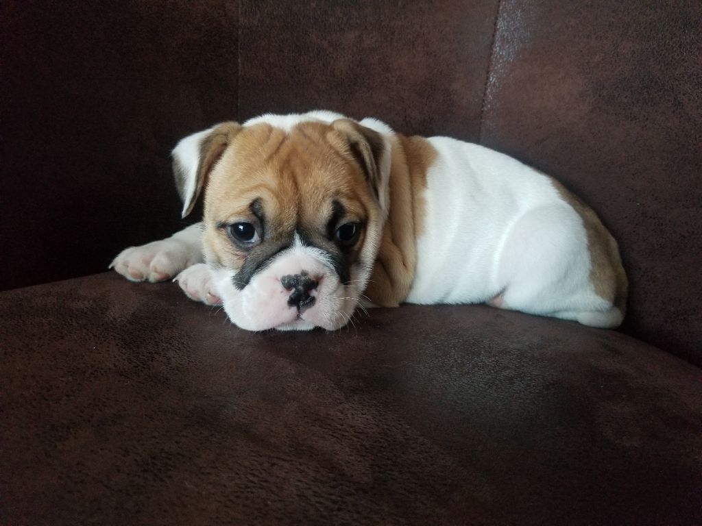 Du Domaine Des Pictons - Chiot disponible  - Bulldog continental