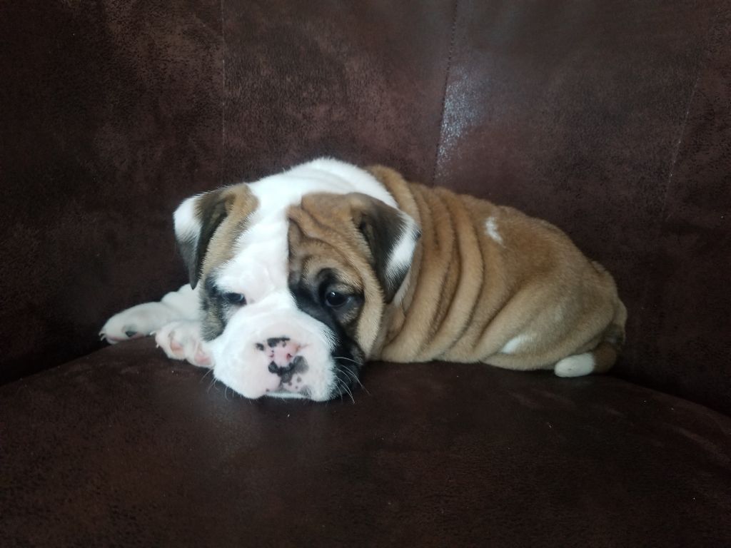 Du Domaine Des Pictons - Chiot disponible  - Bulldog continental