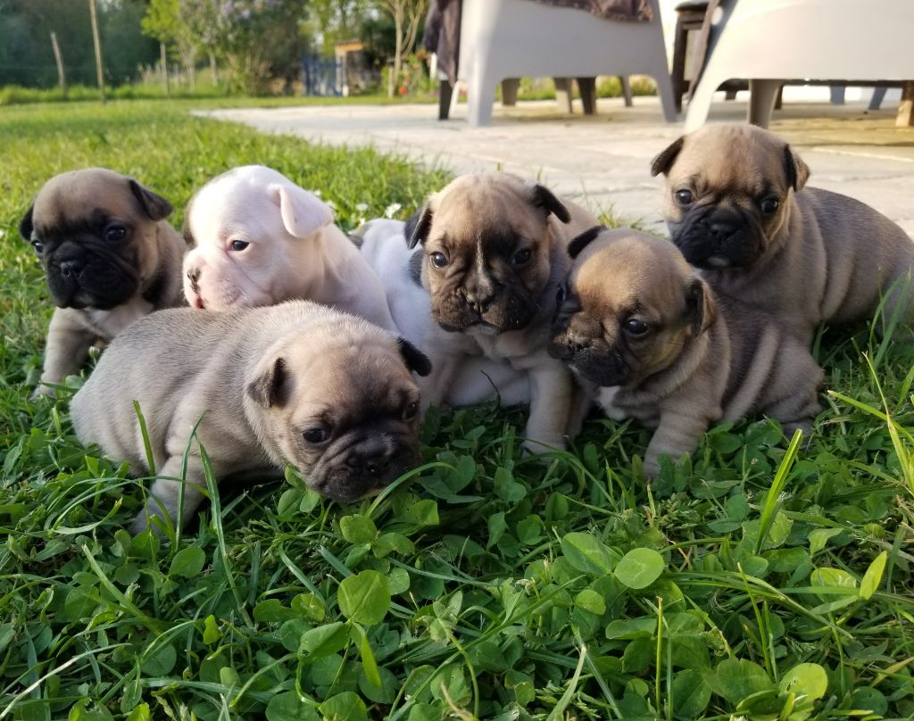 chiot Bouledogue français Du Domaine Des Pictons