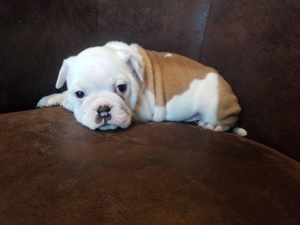 Du Domaine Des Pictons - Chiot disponible  - Bulldog continental