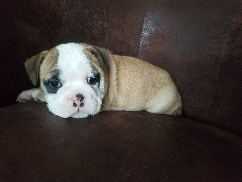 Du Domaine Des Pictons - Chiot disponible  - Bulldog continental