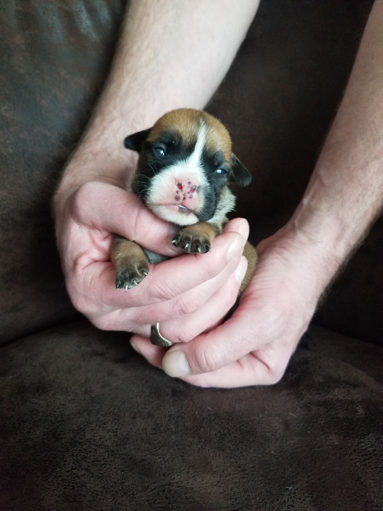 Du Domaine Des Pictons - Chiot disponible  - Bulldog continental