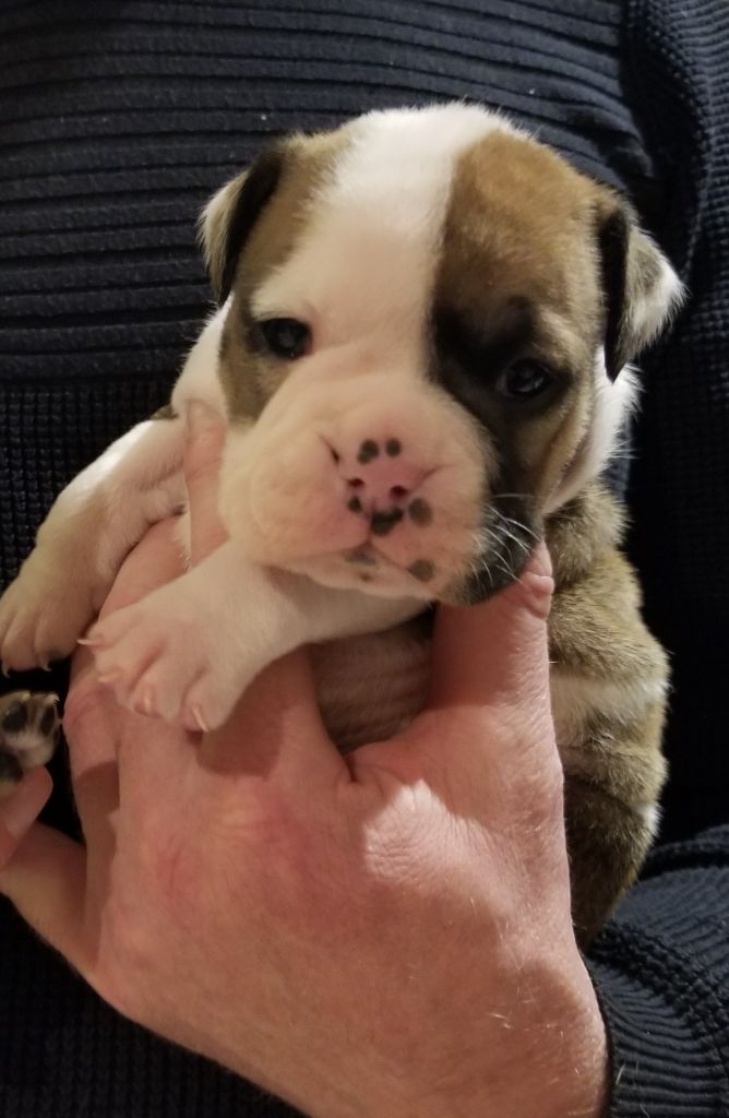 Du Domaine Des Pictons - Chiot disponible  - Bulldog continental