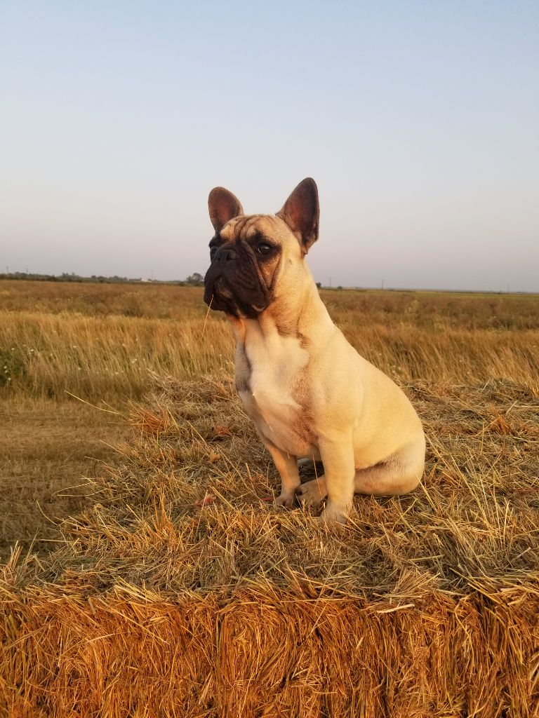 Rocky de la reserve d'eden