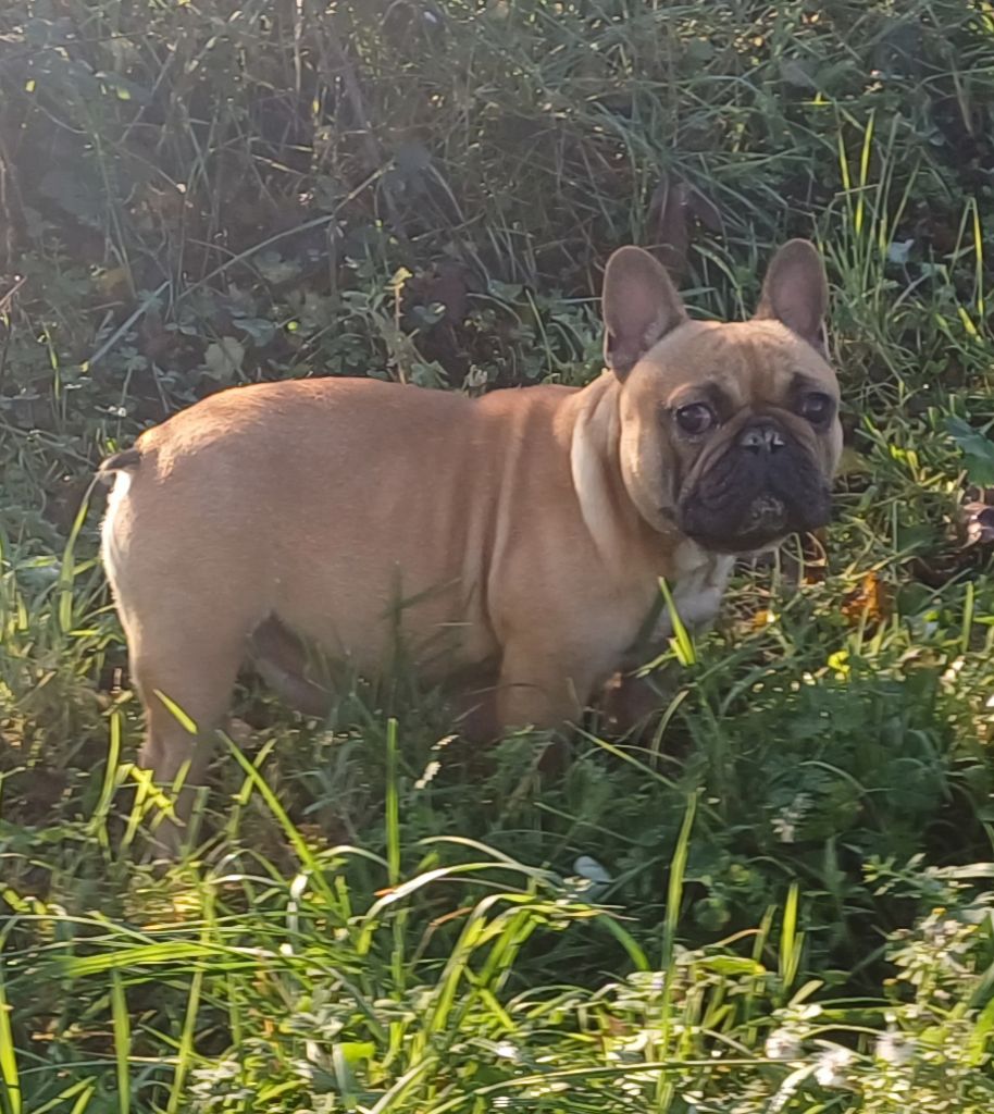 CH. Uguette (Sans Affixe)