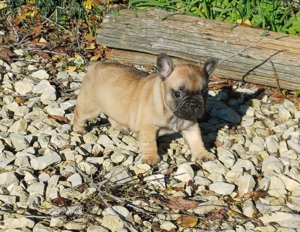 Du Domaine Des Pictons - Chiots disponibles - Bouledogue français