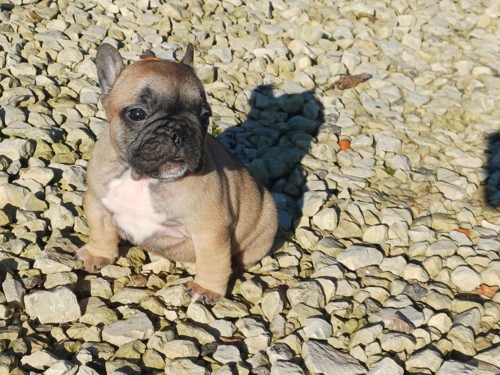 Du Domaine Des Pictons - Chiots disponibles - Bouledogue français