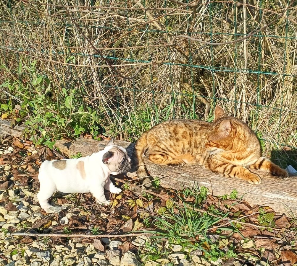 Du Domaine Des Pictons - Chiots disponibles - Bouledogue français