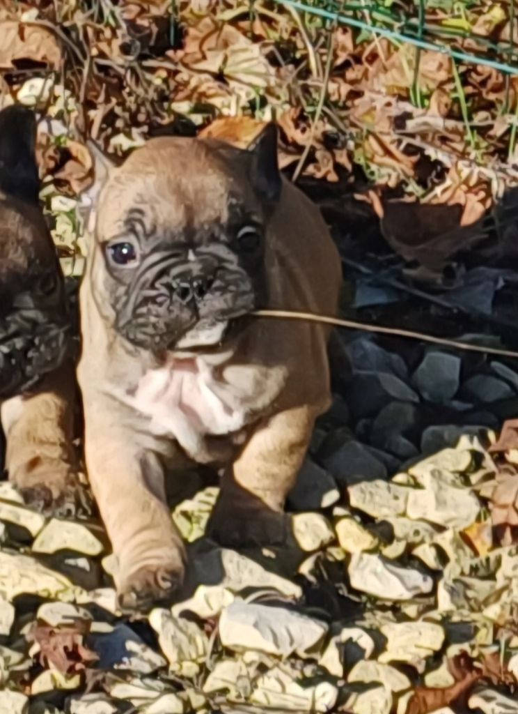 Du Domaine Des Pictons - Chiots disponibles - Bouledogue français