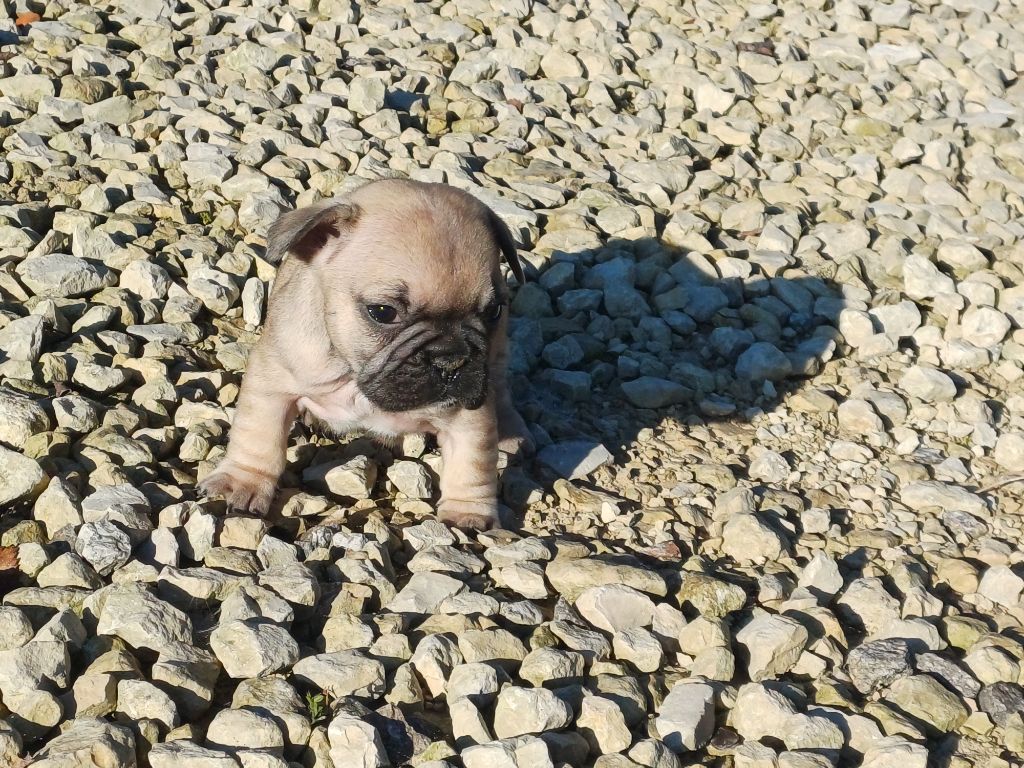 Du Domaine Des Pictons - Chiots disponibles - Bouledogue français
