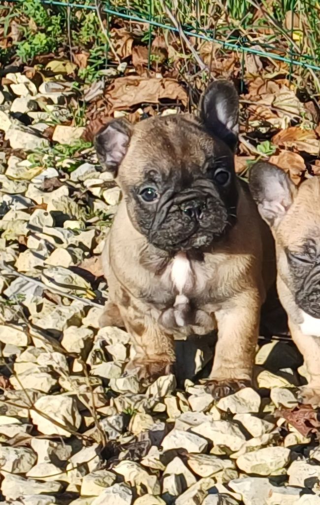 Du Domaine Des Pictons - Chiots disponibles - Bouledogue français